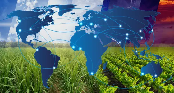 Article invité de Julian Price sur l&rsquo;évolution du marché mondial du sucre Image