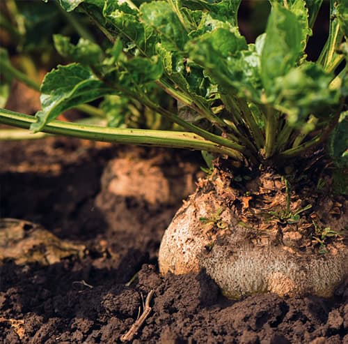 close-up of sugar beet in a field
