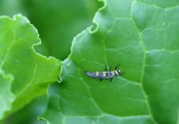 Reduce pesticide use:  Image