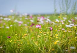 Improve biodiversity at the farm level by Image
