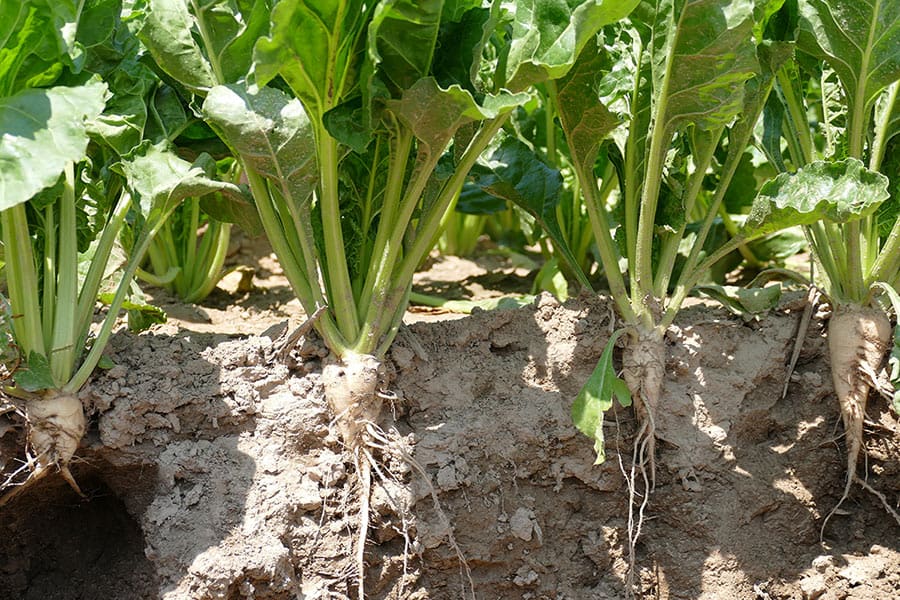 Sugar Beet in the soil - profile