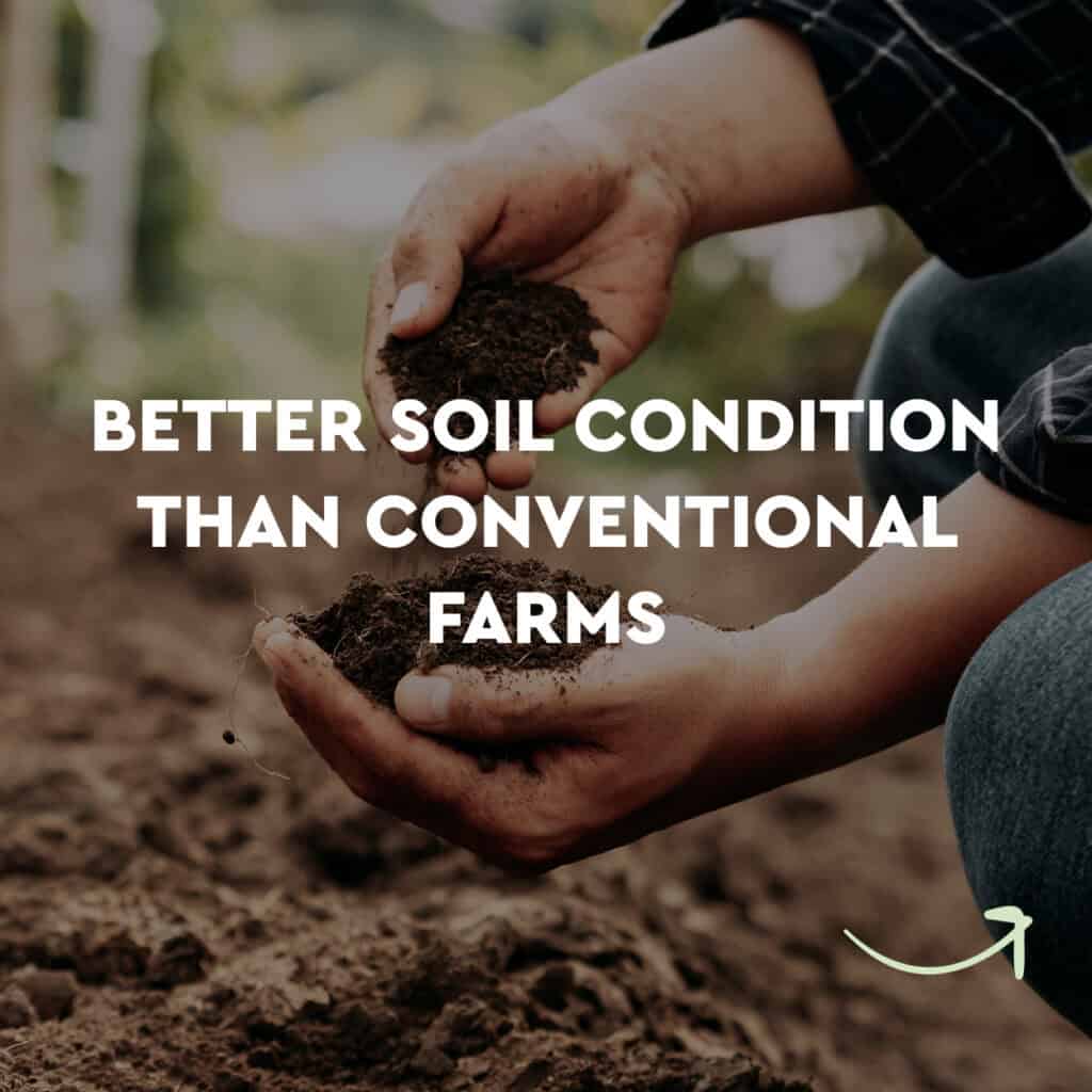 better soil condition than conventional farms