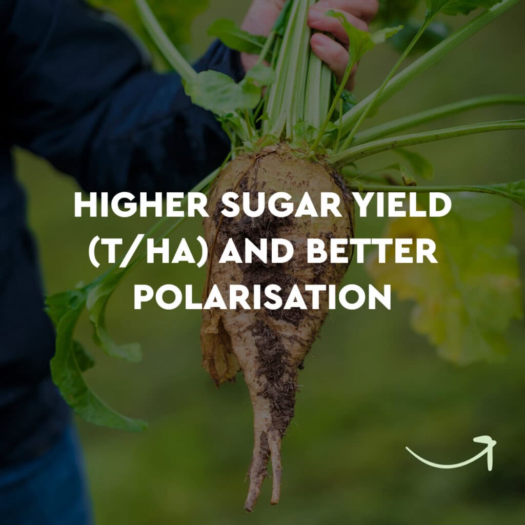 Highger sugar yield (T/HA) and better polarisation