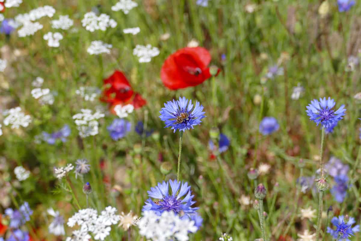 Flowers in blossom on a field