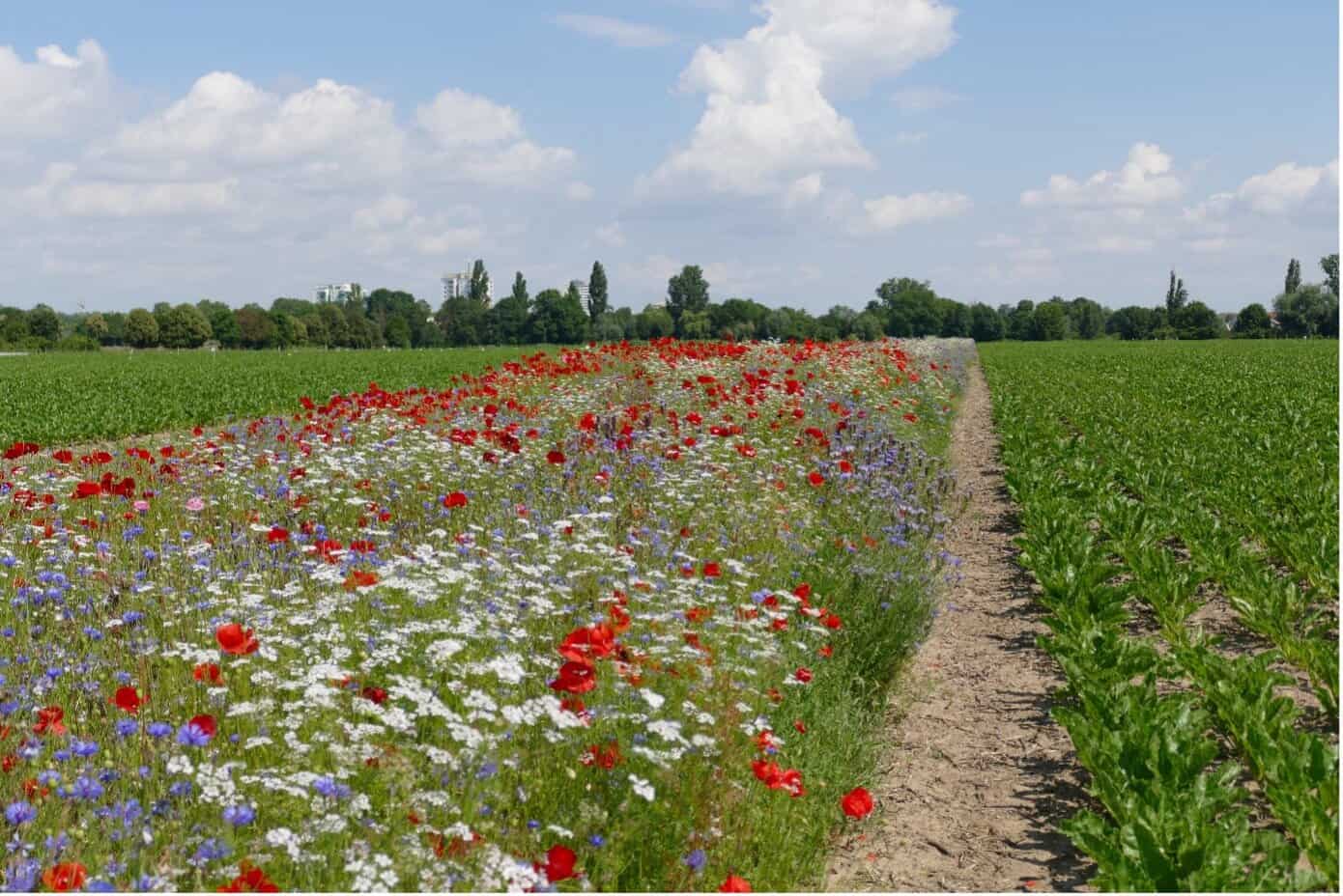 Flower Strips – Südzucker AG