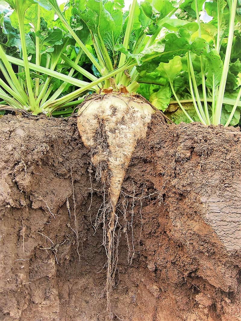 Sugar Beet – Soil profile