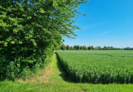 Diversified crop rotations, and increased soil coverage duration Image