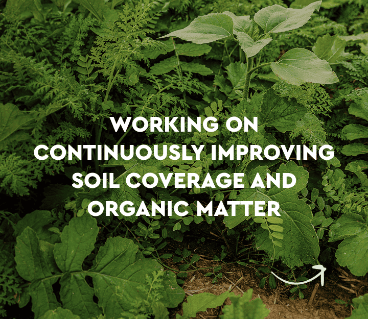 working on continuously improving soil