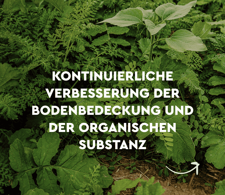 Pflanzen bodenbedeckung