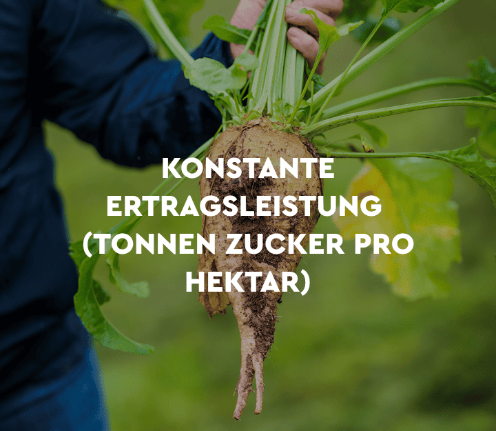 Ertragsleistung Zucker