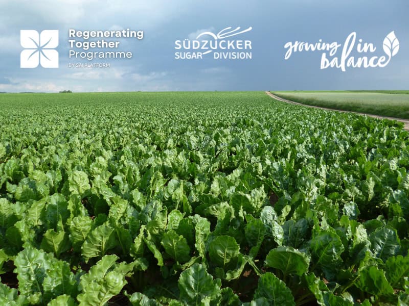 SAI Regenerating Together Programme:  Continous Improvement  for Scalable Impact Image